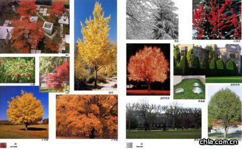 ����-ֲ��