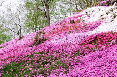 �ձ�֥���ڴ��Bԇ�N�ɹ�