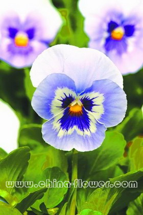 三色堇‘潘諾拉Marina’