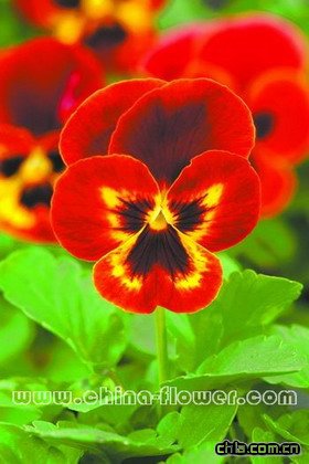 三色堇‘潘諾拉火焰’