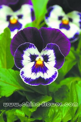 三色堇‘潘諾拉紫臉’