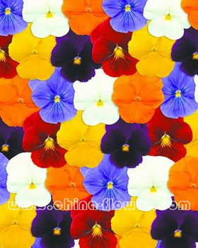 三色堇‘潘諾拉Clearmix’