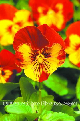三色堇‘潘諾拉艷陽(yáng)’