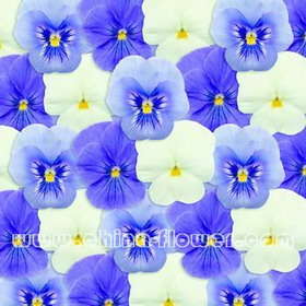 三色堇‘潘諾拉小男孩’