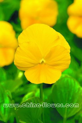 三色堇‘潘諾拉黃色’