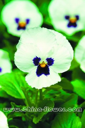 三色堇‘潘諾拉白斑’