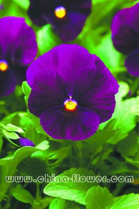 三色堇‘潘諾拉紫色’