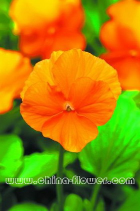 三色堇‘潘諾拉深橙紅色’