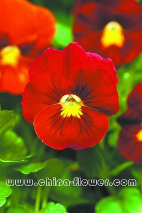 三色堇‘潘諾拉深紅色’