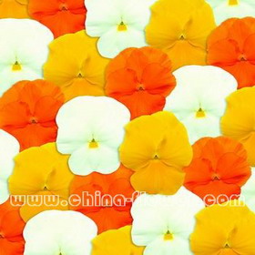 三色堇‘潘諾拉柑桔’