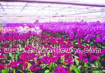 日光溫室內(nèi)栽培的蝴蝶蘭