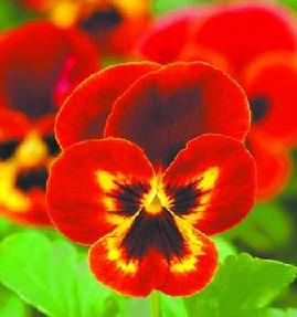 ���Z������