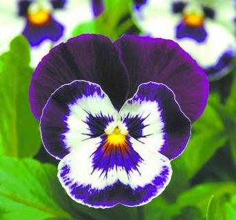 ���Z����Ę