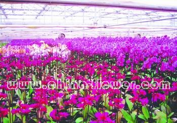 溫室中種植的蝴蝶蘭