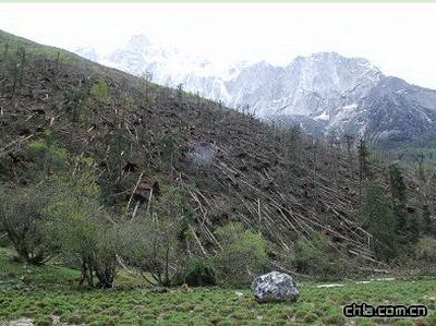 �Ĺ���ɽ��ѩ���p����ԭʼɭ��