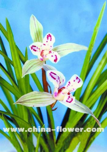 ���m��Ʒ�N������Ц����ɏ���m��