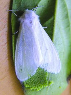 ����(gu��)�׶�