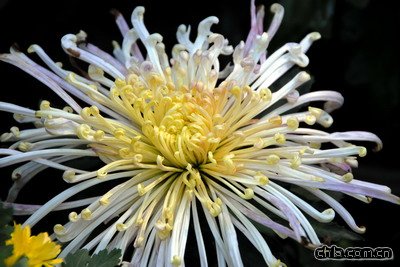 ����ֲ��@�ջ�չ���ʼ���