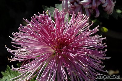 ����ֲ��@�ջ�չ���ʼ���