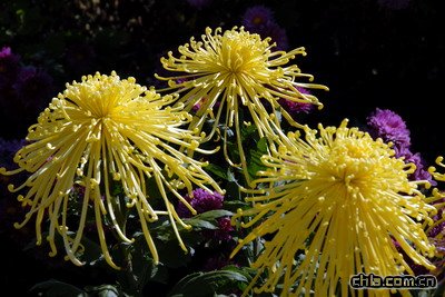 ����ֲ��@�ջ�չ���ʼ���