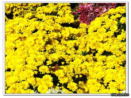 ����ֲ��@�ջ�չ���ʼ���