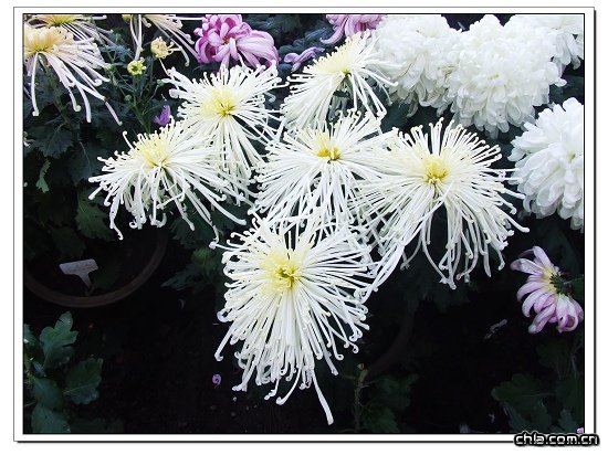 ����ֲ��@�ջ�չ���ʼ���