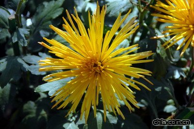 ����ֲ��@�ջ�չ���ʼ���