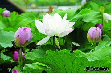 �ɻ�չ���״������Ǻ�����ɫ��ع��@