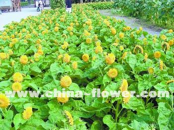 ���տ��L���Ϻ��＾��չ���S�ա�����