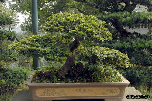 �ؑc��ɽֲ��@�辰�@��(n��i)�辰