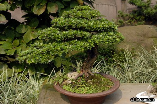 �ؑc��ɽֲ��@�辰�@���辰