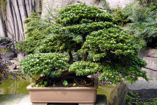 �ؑc��ɽֲ��@�辰�@��(n��i)�辰