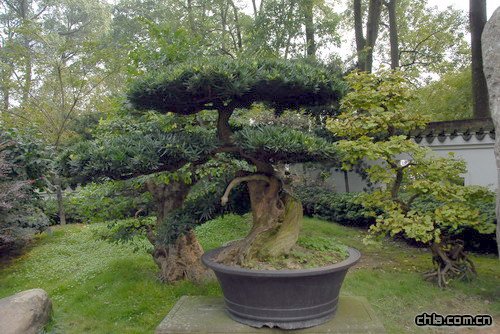 �ؑc��ɽֲ��@�辰�@���辰