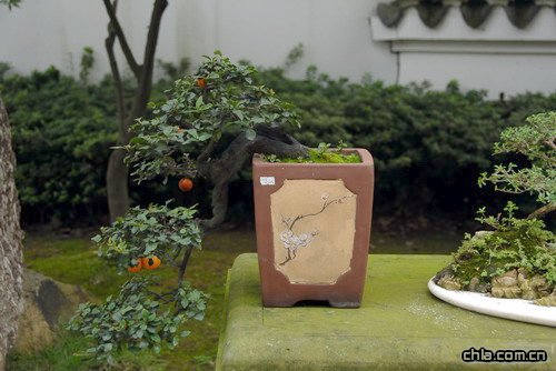 �ؑc��ɽֲ��@�辰�@���辰