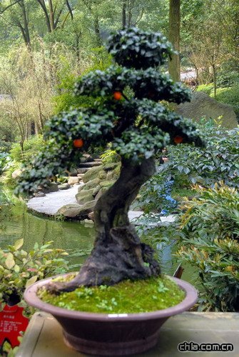 �ؑc��ɽֲ��@�辰�@��(n��i)�辰