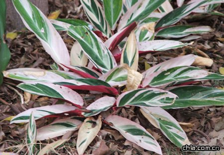 �t������