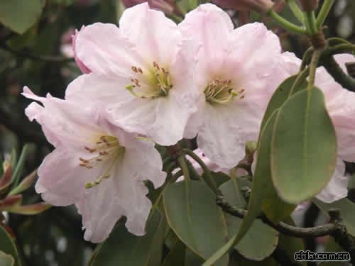 ���\���N