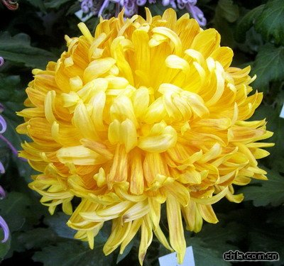 �������@�e�k�ڶ�ʮ�Ōþջ�չ