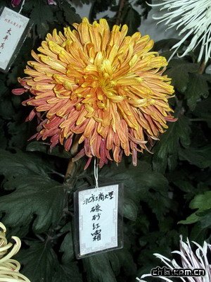 �������@�e�k�ڶ�ʮ�Ōþջ�չ