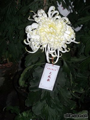 �������@�e�k�ڶ�ʮ�Ōþջ�չ