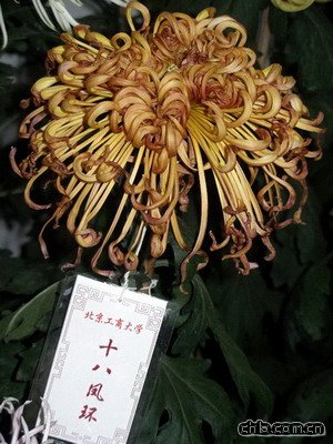 �������@�e�k�ڶ�ʮ�Ōþջ�չ