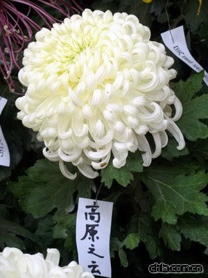 �������@�e�k�ڶ�ʮ�Ōþջ�չ