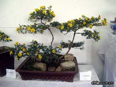 �������@�e�k�ڶ�ʮ�Ōþջ�չ