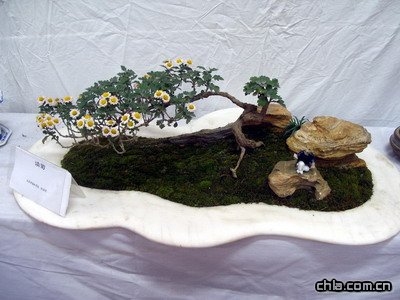 北海公園舉辦第二十九屆菊花展