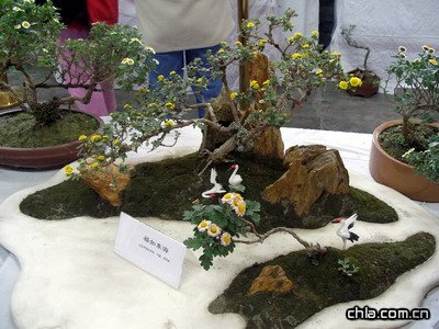 北海公園舉辦第二十九屆菊花展