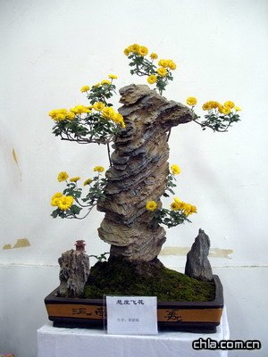 北海公園舉辦第二十九屆菊花展