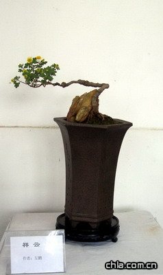 北海公園舉辦第二十九屆菊花展