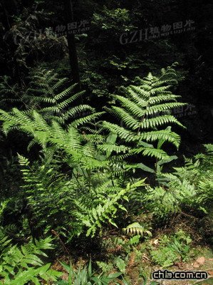 �Ĵ����lΣֲ�������F(xi��n)���t�rɽ