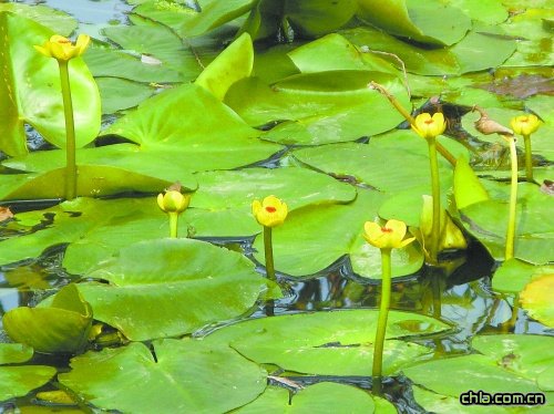 ��ƬҰ��˯ɏ�@�F(xi��n)�˷