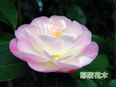 �����B�o�軨Ҫ�c(�D)